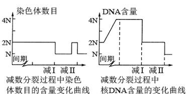 您好！注意到您的问题比较简短，似乎是正在处理一张图，图上标有“甲、乙、丙”并涉及能看出二者具有突出亲缘特征的实质优势的表现是什么呢？要不要换个角度从头捋一捋？